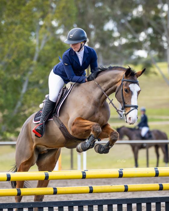 7y/o WB x CONNEMARA gelding for sale