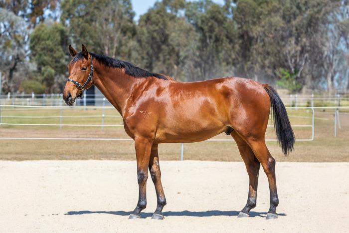 Outstanding young Gelding