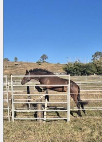WARMBLOOD COLOURED HORSES 