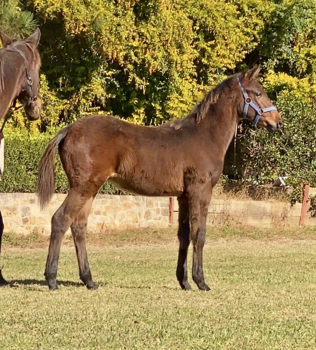 Wimborne Constable foal. Gelded and ready to go