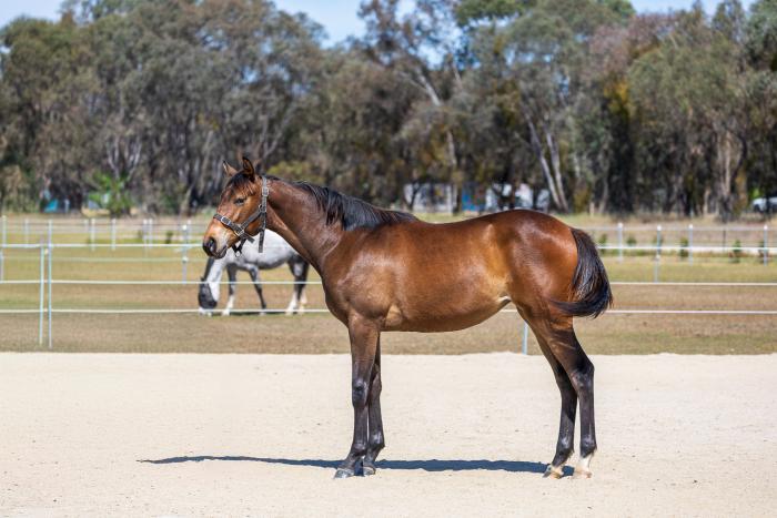 Warmblood X TB rising 2yo Filly 