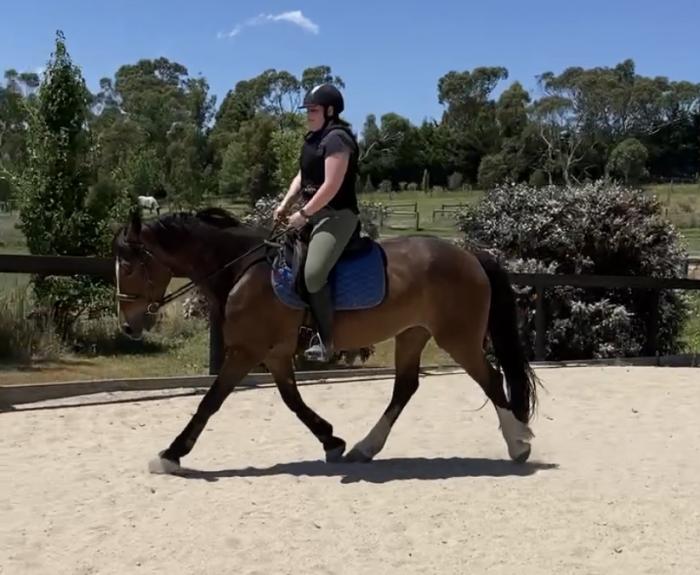 Clydesdale x Quarter 
