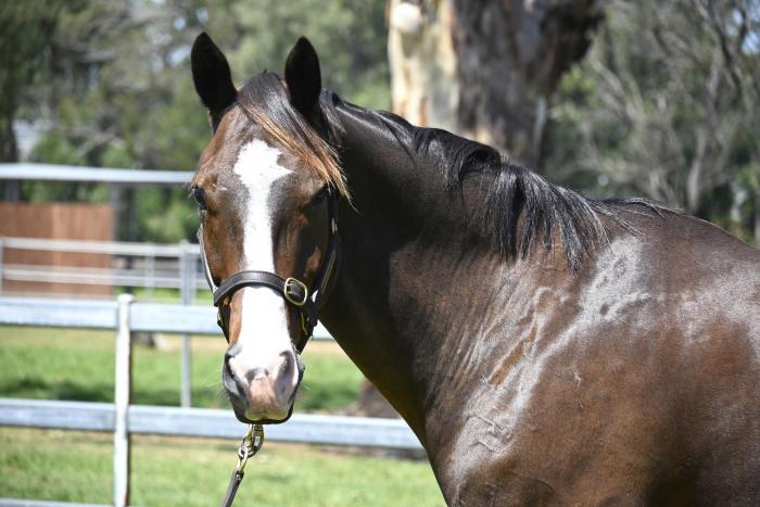 Quiet Flashy WB gelding