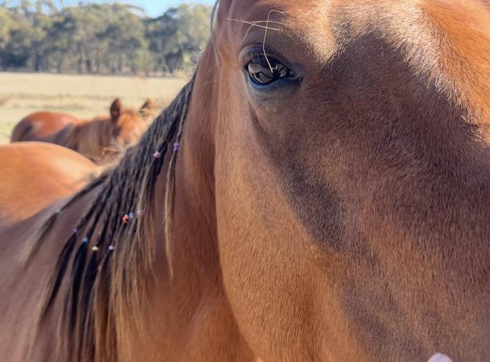 4yr old registered QH filly out of Kit Dual Mare 