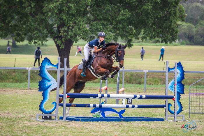 Warmblood quality TB gelding 