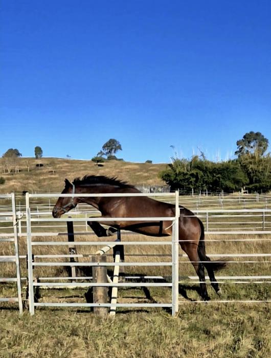 Warmblood mare