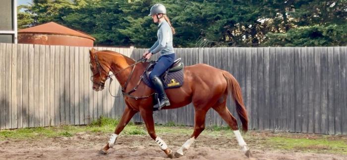 Classy 5yo TB by Palentino out of Sebring mare