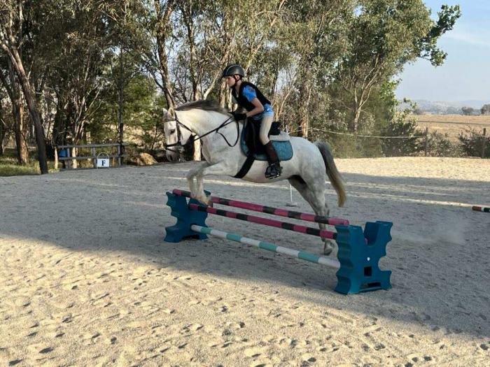 Handsome and Fun Pony