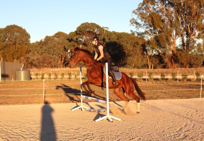 Sweet little Mare